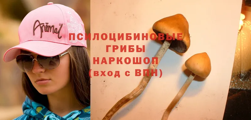 где купить   Нижняя Тура  Псилоцибиновые грибы Cubensis 